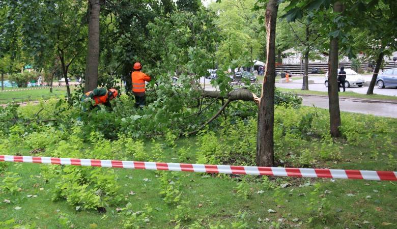 В Петербурге из-за ветра полегло несколько десятков деревьев
