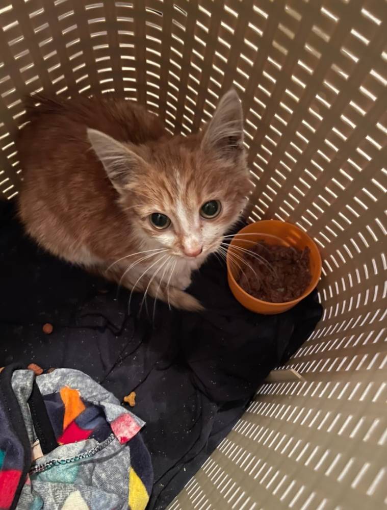 Жительница Токсово нашла в унитазе живого котенка — видео