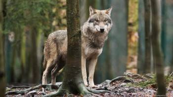 Появилось видео нападения волка на собаку в Вологодской области