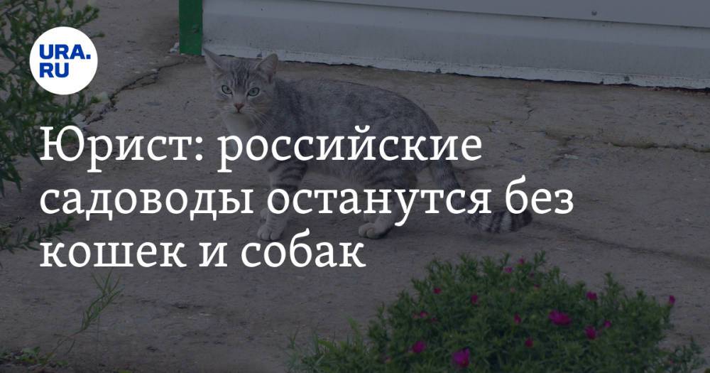 Юрист: российские садоводы останутся без кошек и собак