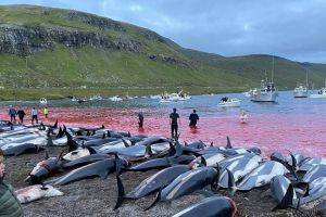 Медленная и мучительная смерть: за ночь жестоко убили 1500 дельфинов. ФОТО