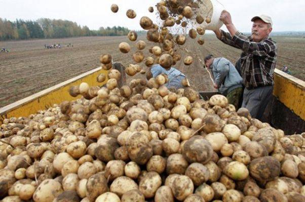 Неожиданно: Белоруссия превратилась в импортера картофеля