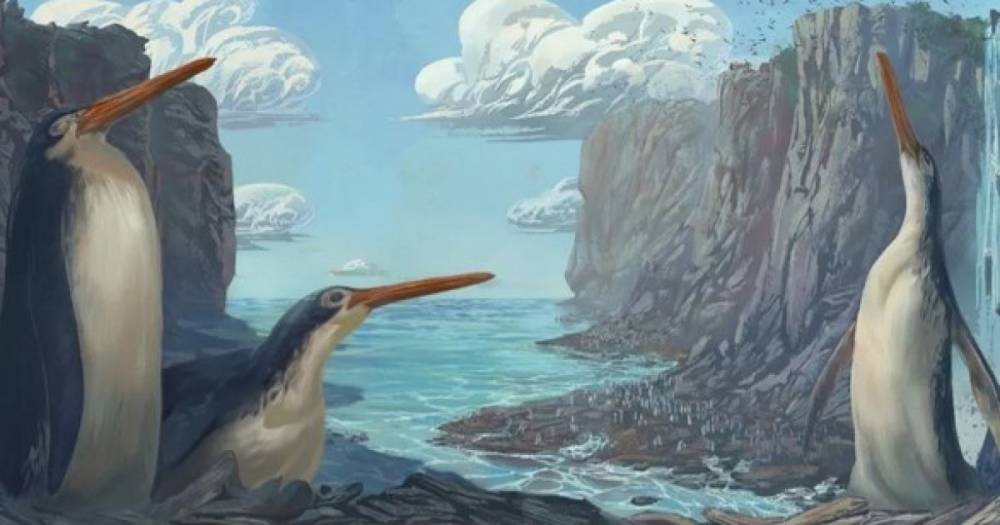 Длинные лапы и клюв. В Новой Зеландии обнаружили новый вид древнего гигантского пингвина