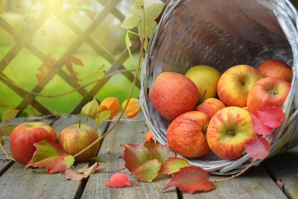 В Рахманиновском музее-заповеднике отметят День яблока