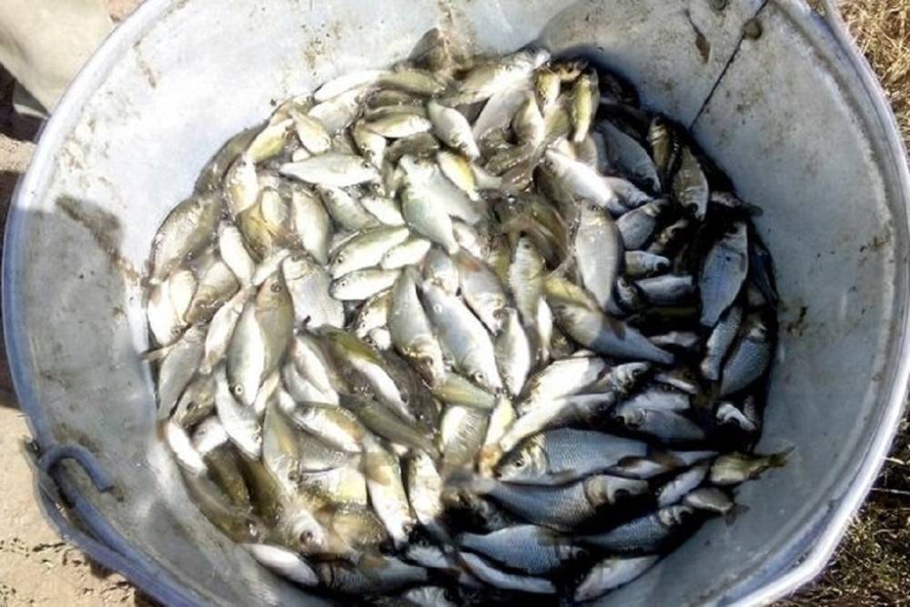 В Антрацитовском рыбхозе вырастили свыше 3 тонн малька