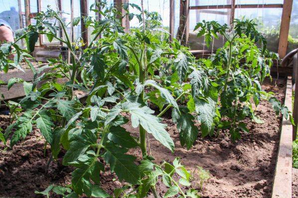 Как с помощью дрожжей увеличить урожай томатов: об этом мало кто знает