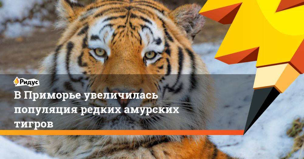 В Приморье увеличилась популяция редких амурских тигров