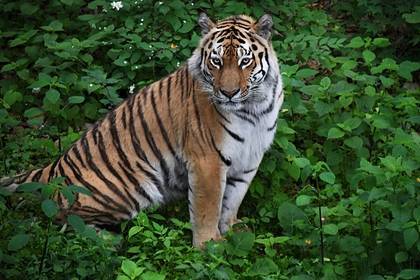 В Приморье увеличилась популяция амурских тигров