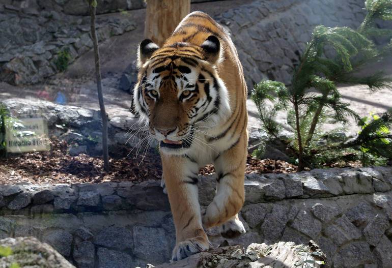 В зоопарке Петербурга появилась новая тигрица