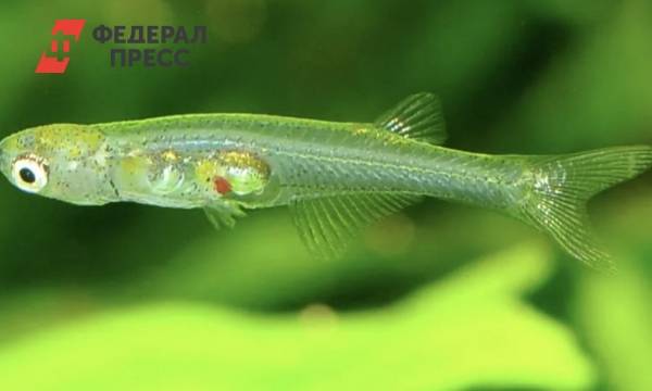 В мире появился новый вид рыб с крошечным мозгом