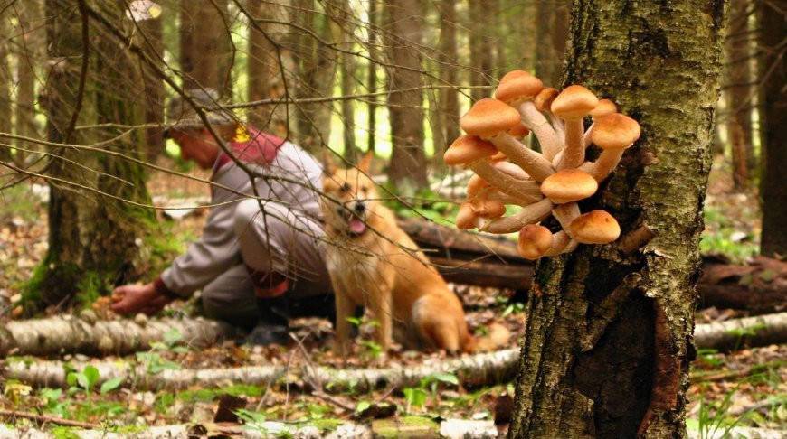 Мужчина нашел редчайший гриб в российском лесу - такое мало кто видел! (Фото)