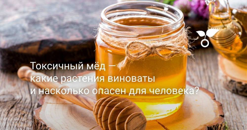 Токсичный мёд — какие растения виноваты и насколько он опасен для человека?