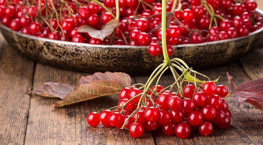Польза цветов, коры и ягод калины + 10 самых полезных рецептов с калиной красной