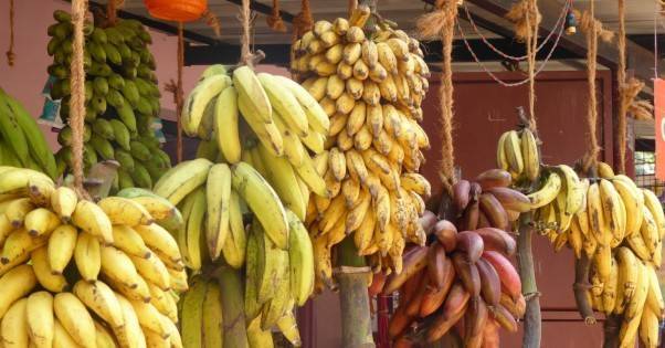 Затраты на выращивание и экспорт бананов растут, а цены остаются низкими — производители