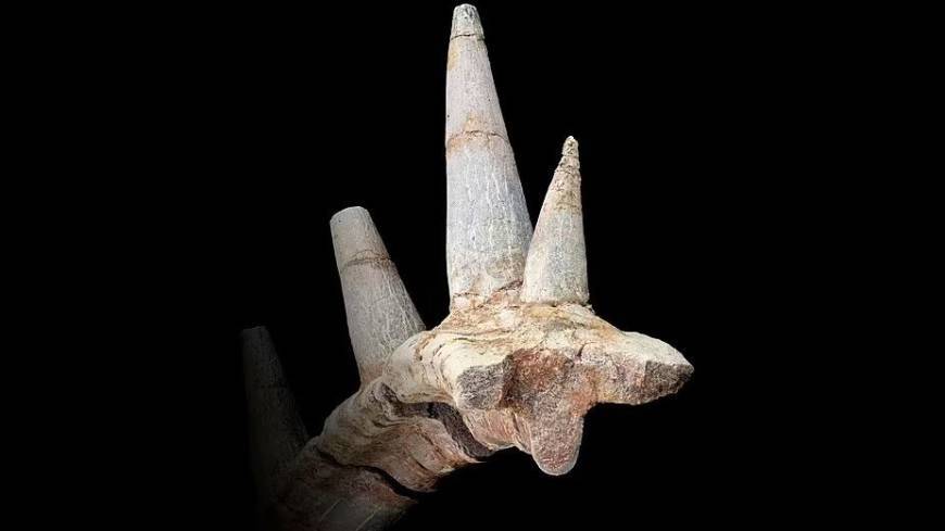 В Марокко нашли останки необычного динозавра с костяными шипами