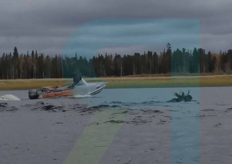 Полиция Ямала проверяет охотника на лодке, который гнал лося по воде и стрелял