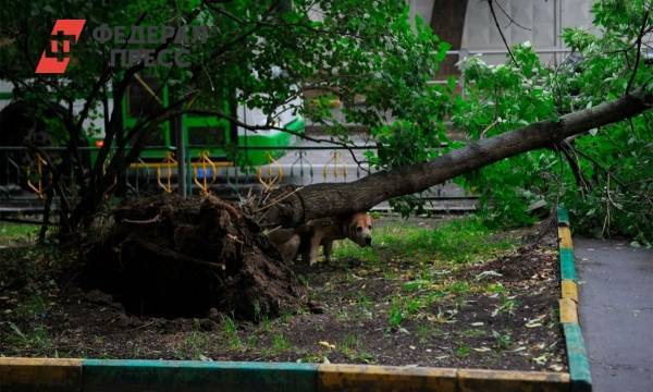 В Калининграде шторм выкорчевал более 15 деревьев