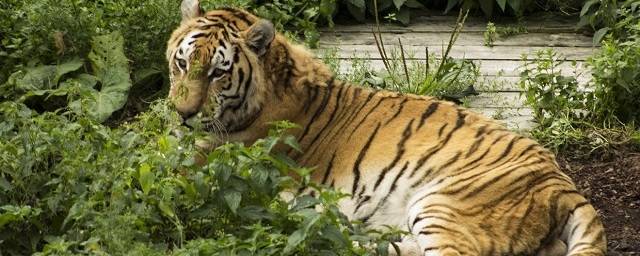 В Калининградском зоопарке умер единственный амурский тигр Тайфун, ему было 20 лет