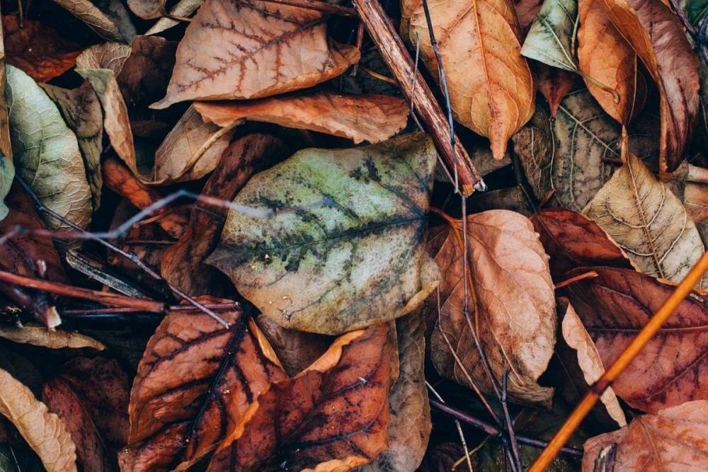 Опавшая листва на улицах Петербурга: кто ее убирает и куда ее увозят