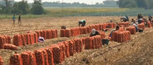 Рекордные цены на лук: Украину могут завалить импортным овощем