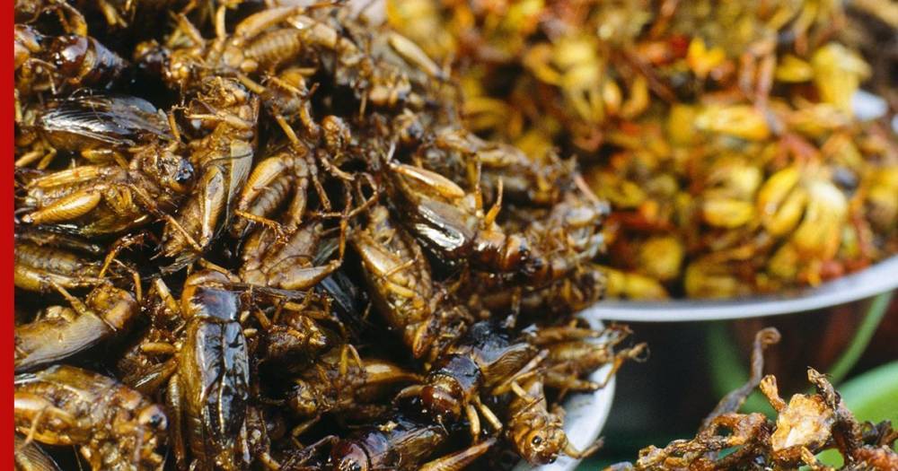 Личинки на столе: когда россияне перейдут на еду из насекомых и искусственное мясо
