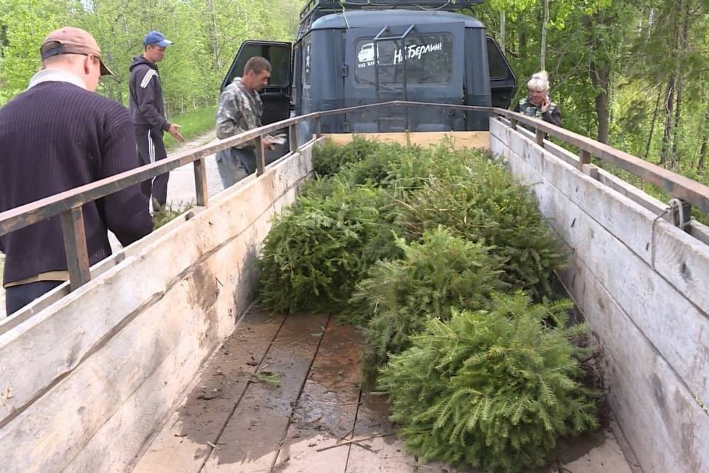 В Костромской области вырастут ярославские ёлки