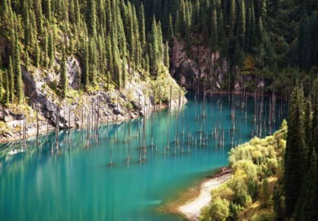 В высокогорье Казахстана прямо в озере растут елки «вверх ногами» — как такое возможно