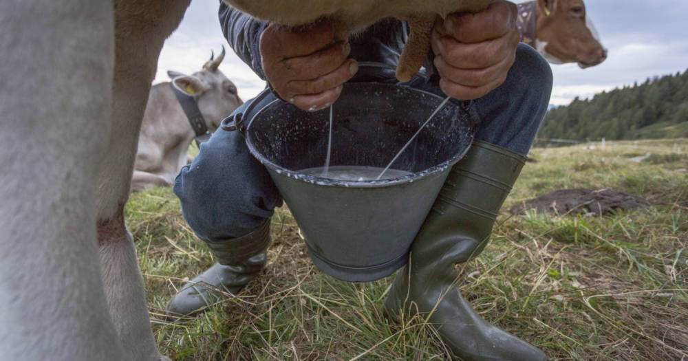 Молоко как оружие. Как "ковбои" из Украины расселились в Европе