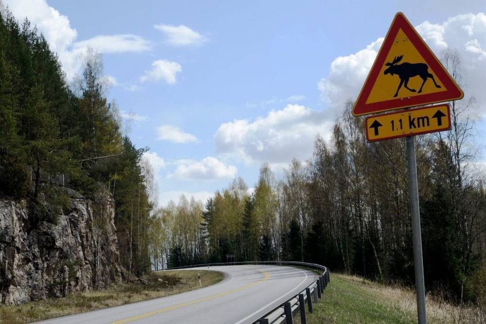 В Ленобласти на дороге между Игорой и Иваново сбили лося