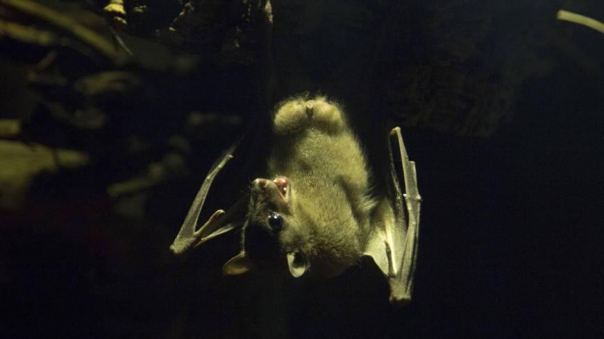 Ученые: Летучие мыши-вампиры любят охотиться с друзьями