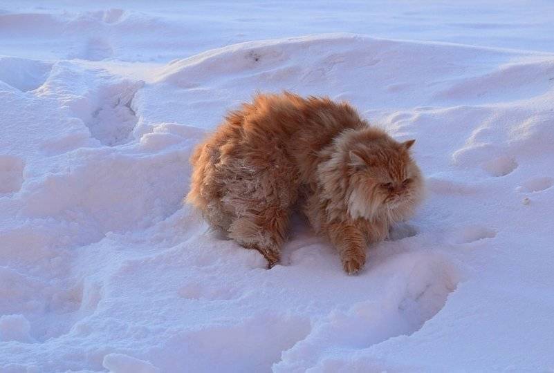 В Башкирии ожидается выпадение снега