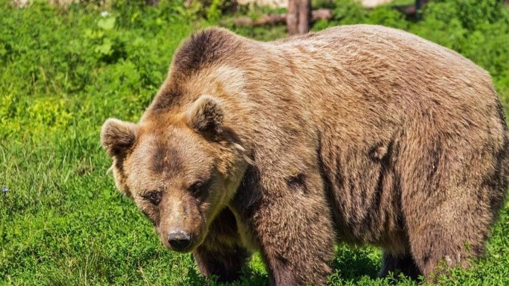Информация о нападении медведя на грибника в Можайске не подтвердилась