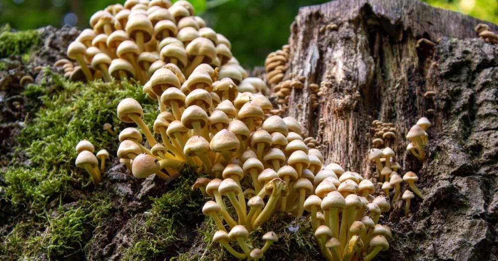 Семья насмерть отравилась грибами в Подмосковье
