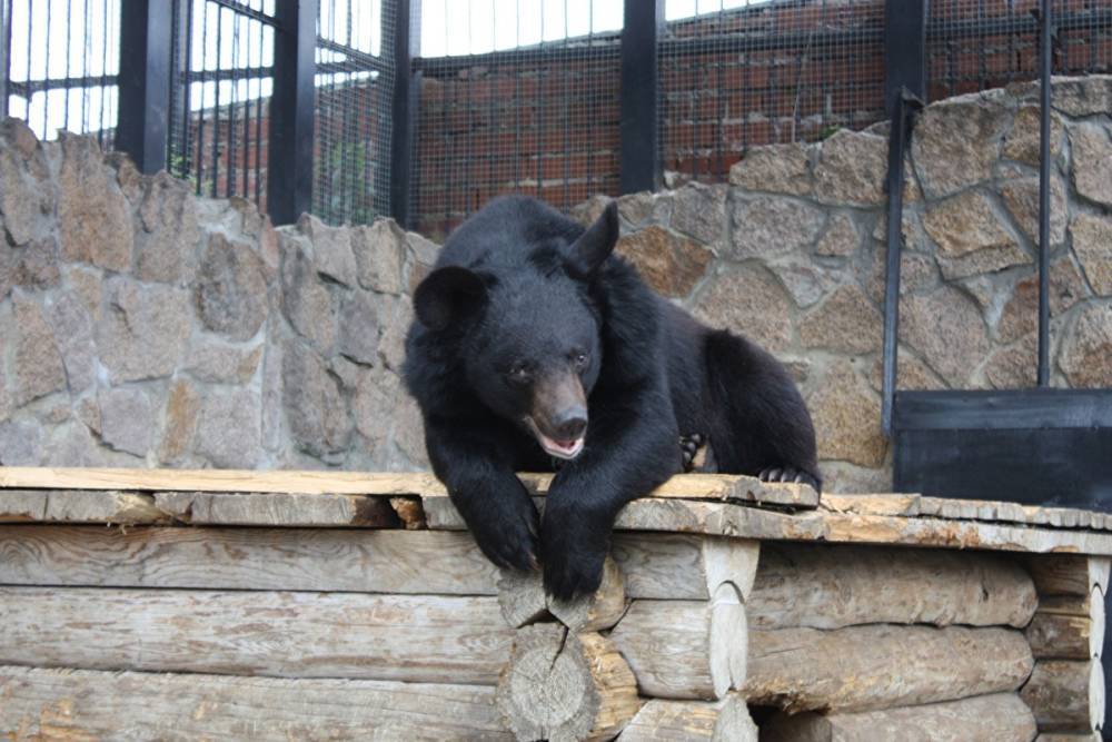 В челябинском зоопарке в выходные чуть не умер еще один медведь