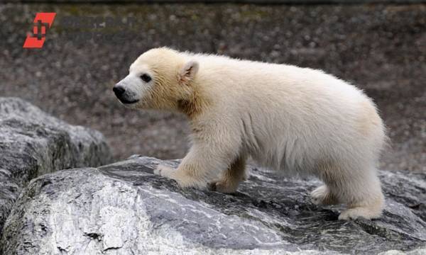 На севере Красноярского края белый медведь вышел к людям