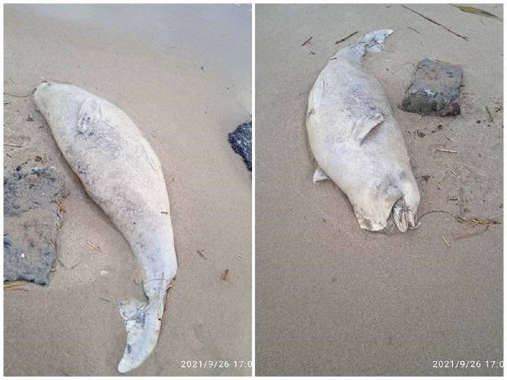 Мертвый дельфин выбросился на центральный пляж в Таганроге