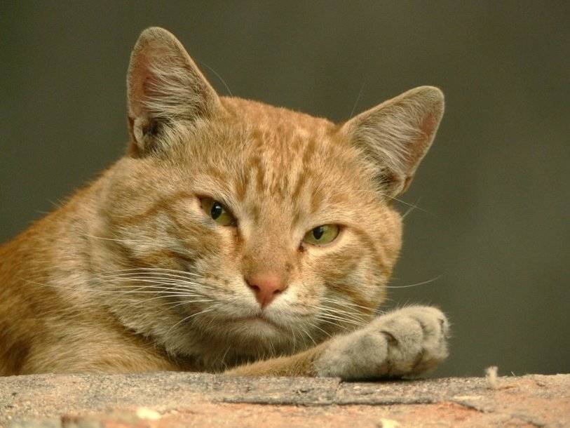 Ученые подсчитали заболеваемость кошек Московской области инфекционной анемией