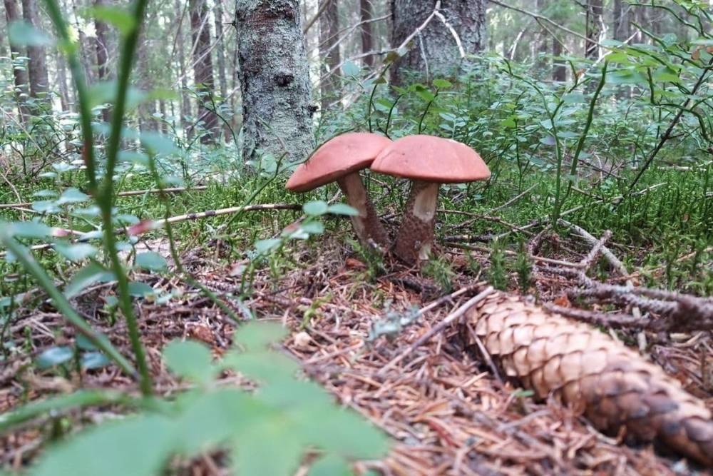 Петербурженка нашла почти килограммовый гриб
