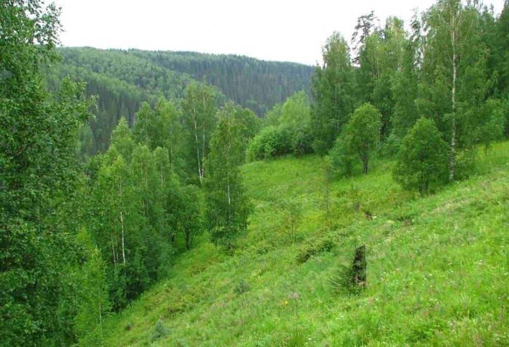 Сосны, дубы и березы: в Липецкой области увеличилась площадь лесов