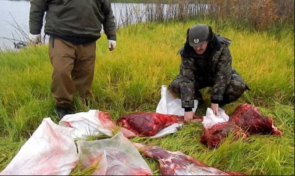 На Ямале возбуждено еще одно уголовное дело о незаконной охоте на лосей