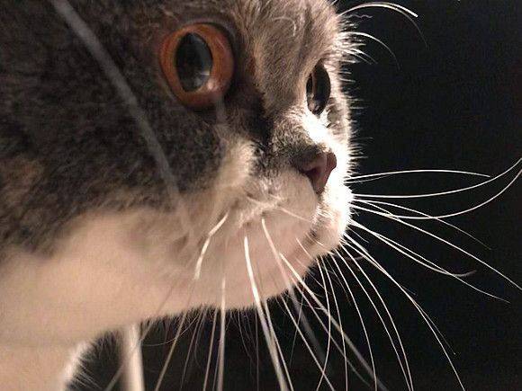В Ногинске спасли кота, просидевшего три недели без еды после взрыва в доме