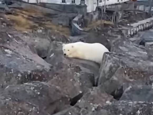 Одинокий белый медвежонок три дня лежит на камнях у поселка в Красноярском крае (видео)