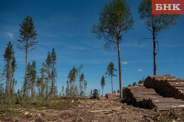 При вырубке леса в Мадмасе пообещали учесть интересы местных жителей
