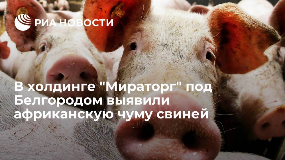 На площадке агрохолдинга "Мираторг" в Белгородской области выявили африканскую чуму свиней