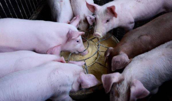 Африканская чума свиней выявлена в Белгородской области