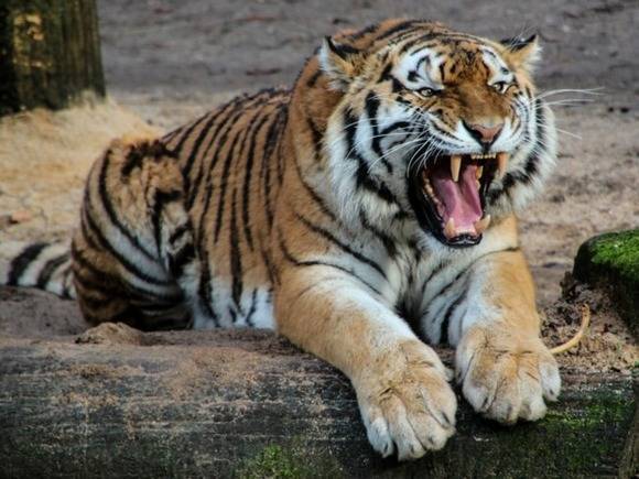 Специалисты назвали «неконфликтным» тигра, от которого люди прятались на дереве