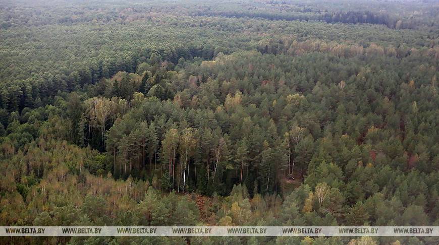 МЧС: за сутки в лесах заблудились 5 человек