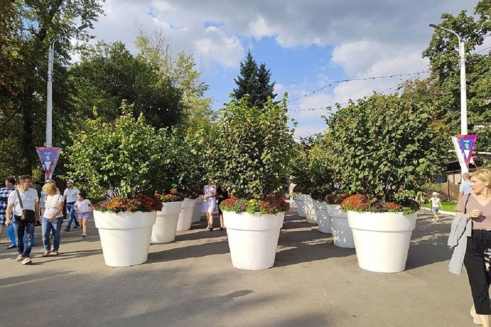Деревья с фестиваля Белгород в цвету высадили на городских улицах