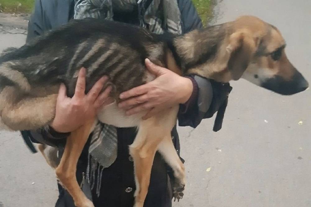 «Живой скелет»: в Ярославской области спасли заморенную хозяином собаку