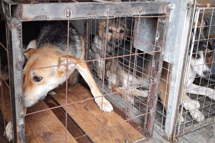 В Пронском районе Рязанской области отловили восемь бродячих собак